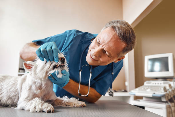 Best Emergency Root Canal Treatment in Colfax, IL
